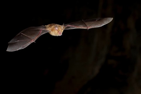 Greater horseshoe bat