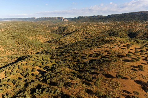 Dehesa