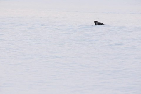 Hooded Crow on a Snowy Beach