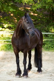 Friese