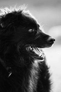 Old German Shepherd Dog
