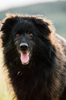 Old German Shepherd Dog