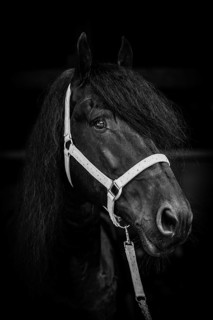 Friese