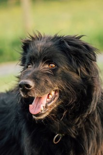 Old German Shepherd Dog