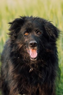 Old German Shepherd Dog