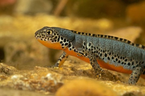 Alpine newt