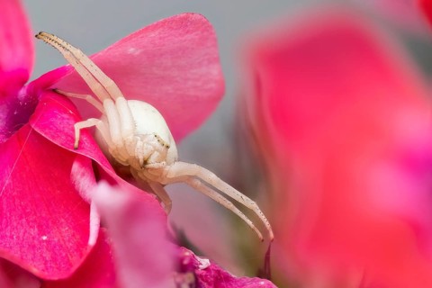 Goldenrod crab spider