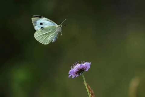 Cabbage butterfly,