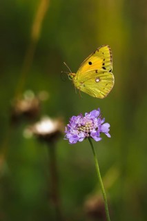 Postillon, also dark clouded yellow