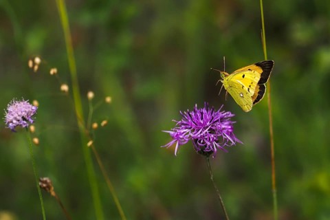 Postillon, also dark clouded yellow