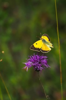 Postillon, also dark clouded yellow