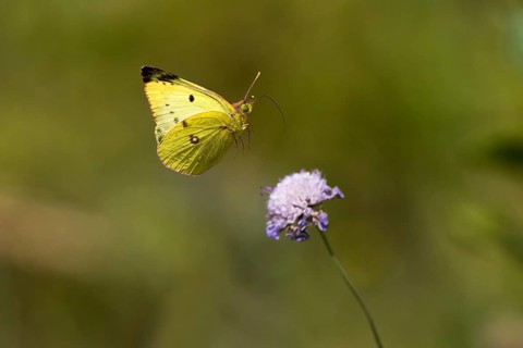 Pale clouded yellow,