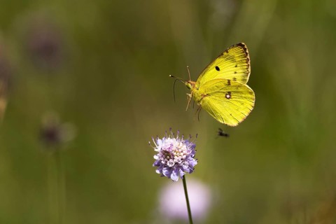Pale clouded yellow,