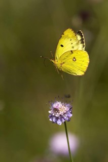 Pale clouded yellow,