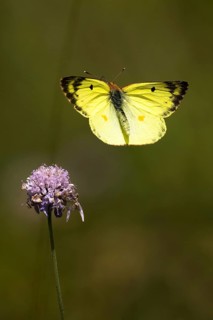 Pale clouded yellow,