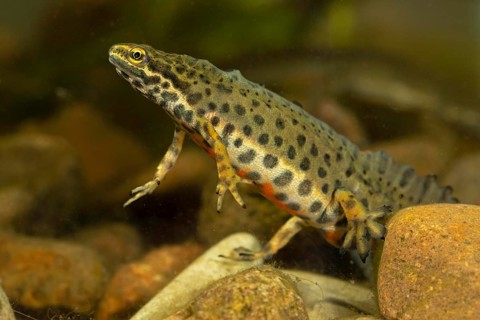 Common newt,