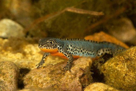 Alpine newt,