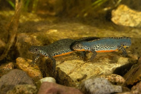 Alpine newt,
