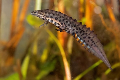 Common newt,