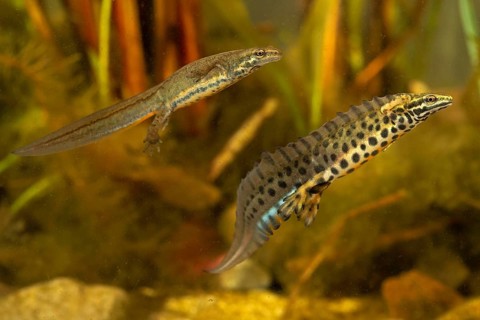 Common newt,