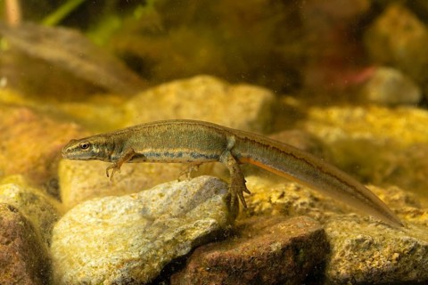 Common newt,