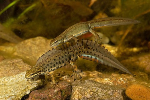 Common newt,