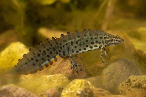 Common newt,