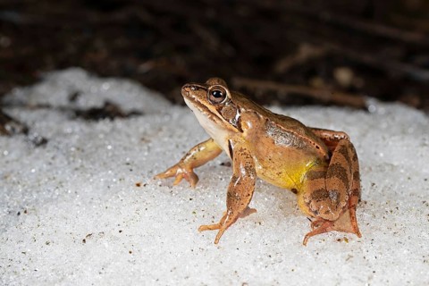 Agile frog,