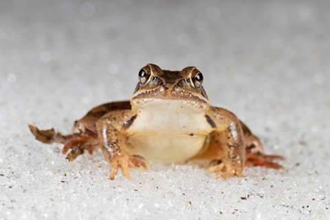 Agile frog,