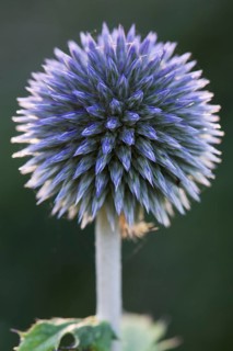 Small globe thistle,