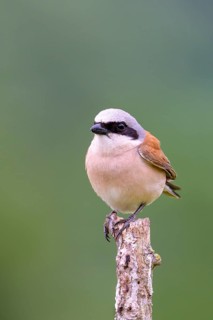 Red-backed Shrike,