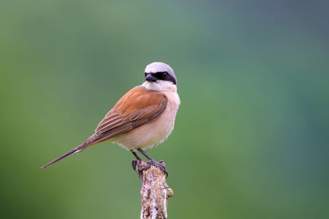 Red-backed Shrike,