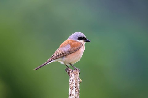 Red-backed Shrike,