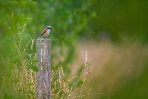 Red-backed Shrike,