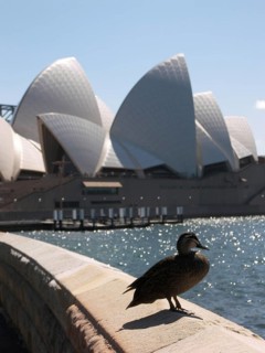 Duck in front of the Opera House in Sydney, Australia -