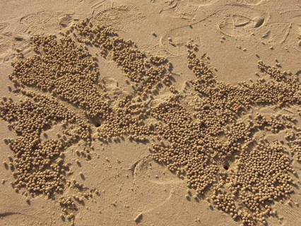 Small crabs create balls of sand from their burrows, Fraser Island