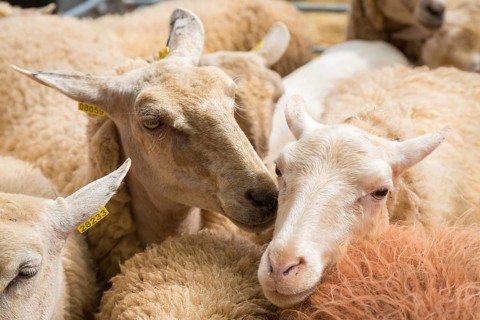 Sheep at livestock market fair Fira de Sineu, Sineu