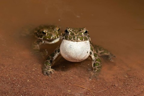 European green toad,