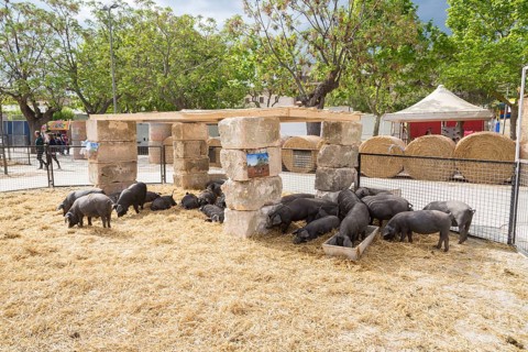 Black pigs at livestock market fair Fira de Sineu, Sineu