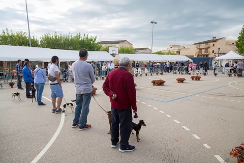 Dog Show at Livestock Market Fair Fira de Sineu, Sineu