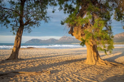 Sandy beach beach Playa Sa Canova with big trees in Son Serra de Marina, at the back Serres de Llevant mountains