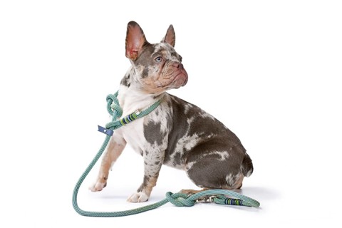 Merle French Bulldog dog wearing real collar with rope retriever leash on white background,