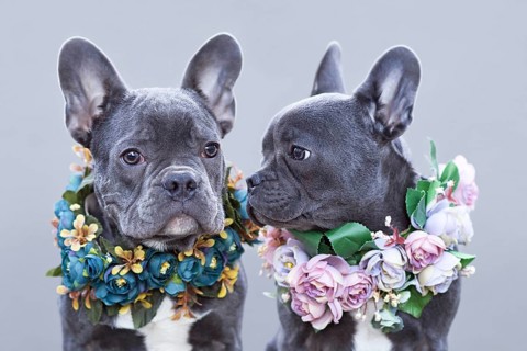 Beautiful blue French Bulldogs wearing romantic pink and blue flower collars in front of gray background,