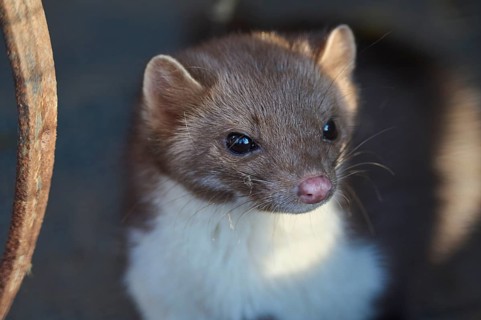 Stone Marten, Beech Marten