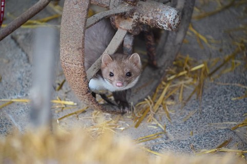 Stone Marten, Beech Marten
