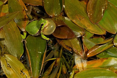 European tree frog,
