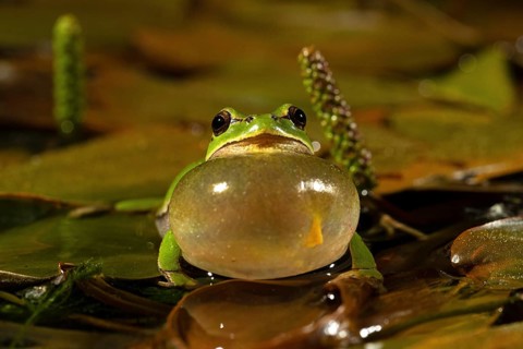 European tree frog,