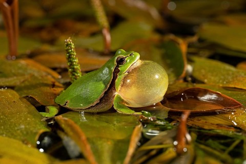 European tree frog,