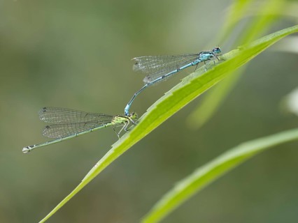 Dragonfly, common blue damselfly