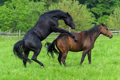 Domestic horse, mare and stallion on the pasture